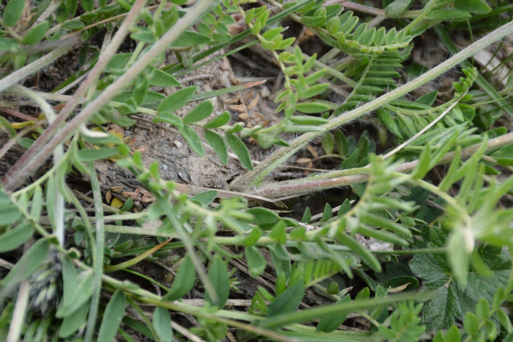 Astragalus australis / Astragalo meridionale